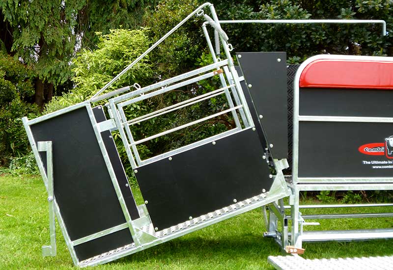 Farmer drafting sheep into different pens
